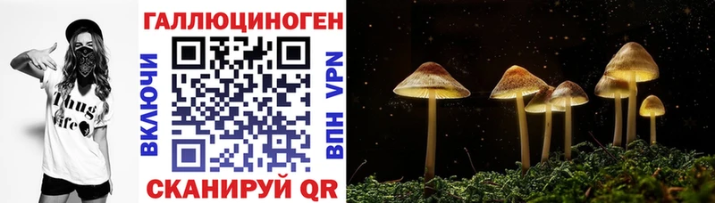 Псилоцибиновые грибы Cubensis  Вихоревка 